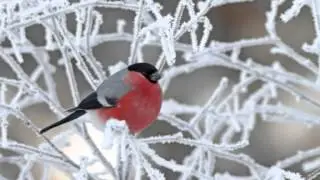 А всё же зима прекрасна...