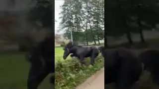 Funny Fail Collection #shorts #funny