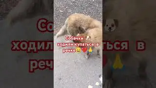 Собачки купались в речке😄🙏❤ #рекомендации #собака #shorfs #кубань