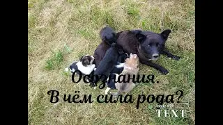 Осознания.В чем сила рода.#17