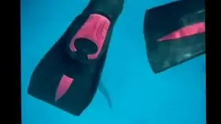 shark snorkel bull sharks black tip sharks carribean reef sharks