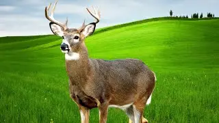 White-Tailed Deer | Farm Raised Venison