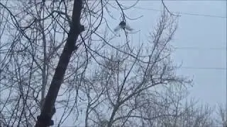 Мой фильм игра в столб