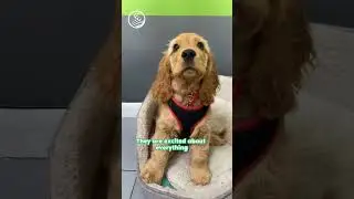 Join our Puppy Group Classes!