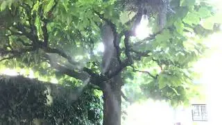 Rauch Hochdruck Nebelbaum