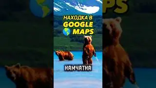 Медведи на Камчатке 🐻 Находка в Google 🌎 maps 