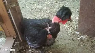 Чуть не потеряли всех кур. Обработка от пероеда Энтомозаном.