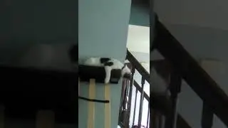 oreo 1