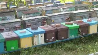 Продажа Пчеломаток Карника