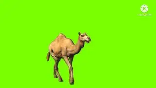 Camel Walking Green Scene|No copyrights