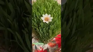 #happynovruz #azerbaycanmetbexi  #novruzbayramı #novruz #short #shorts #spring #новруз #2024 #baku