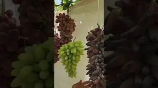 +998770086100 #uzbekistan #rec #fruit #shortvideo #shorst #recommended