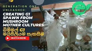 Creating G1 Spawn from Mushroom Mother Cultures  බිම්මල් G1 මයිසීලියම සැකසීම