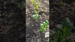 Почему один сорт картофеля уже взошёл, а другой никак не хочет?
