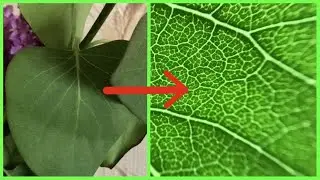 10 Things Under a Microscope // You haven't Seen These Before // Вещи под микроскопом