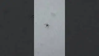 кого только не встретишь зимой в лесу