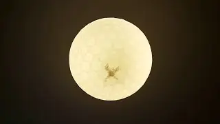 Тараканы в отеле!