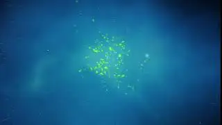 Spring Particles Logo | After Effects Templates - Motion Array