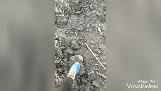 Дисковка земли после подсолнечника. Подготовка к посеву озимой пшеницы.