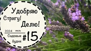 Садовые будни #15 ☘️Стрижка лаванды☘️Избавляюсь от сорняков☘️Стрижка манжетки и котовника☘️Цветник