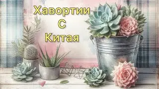 Суккуленты. Посылка из Китая. 