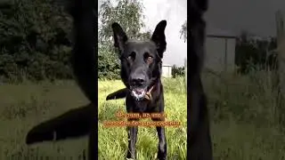 Всегда думайте, прежде чем завести собаку! 🌼