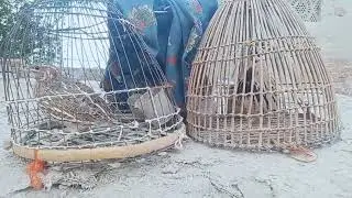 Made batair ki new awaz female common quail sound