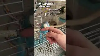 …( #bird #cute #parrot #попугаи #animals #birds #budgies #pets