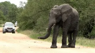 (4K) Animals of South Africa in Kruger National Park