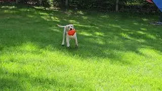 Walker fetch video