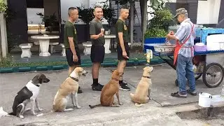 Amazing Good Dogs -  Best of Training and Discipline Dog Compilation 2020