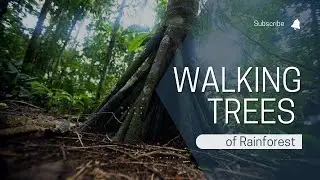 Exploring the Science Behind Rainforests' Walking Trees
