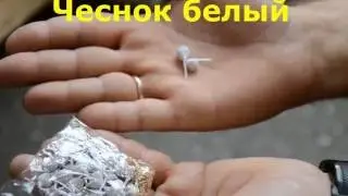 Петарда 