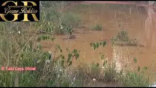 Capivara banhando na lagoa.
