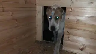 АЛАБАЙ Ума НЕ ИДЁТ в новую будку, пришлось идти на помощь