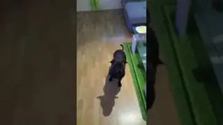 Staffordshire bullterier Nessie playing at home 1