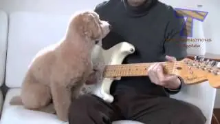 Забавные животные и музыкальные инструменты!