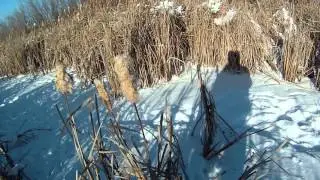 Петлями на койота - охота в Канаде 2016