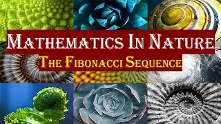 Mathematics in Nature : The Fibonacci Sequence