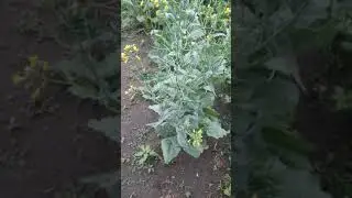 что я делаю из ботвы рапса .