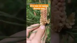 Ето как се прави боров мед