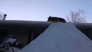 Хохма! Собачьи прыжки со снежной горки Прикол