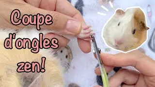 La coupe d'ongles des cochons d'Inde : une expérience sans stress! - Soins cochon d'Inde