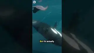 🤔🐳💀 Why They're Called Killer Whales🔍