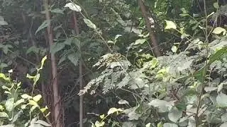 Дикие обезьяны в джунглях