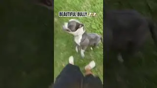 Ka$H money #music #dog #pets #news #fyp #shorts #reels #animals #funny #foryou