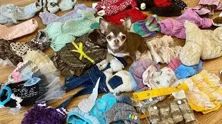 All Chihuahua Fondue clothes in one video!