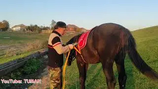 How the training of the Karachay stallion Lakhib went. Arif, Orlov trotter, Tuman