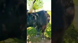 Do Highland cows make good pets