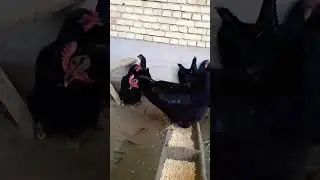 гигант кора шахзода тухумларига закас оламиз Андижонда +998934482011